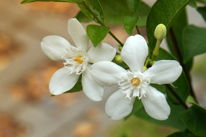 Jasmine flower perfumery