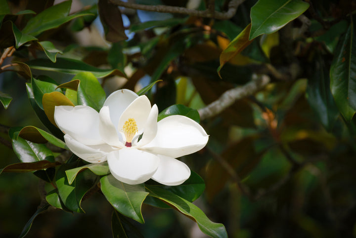Magnolia flower perfumery