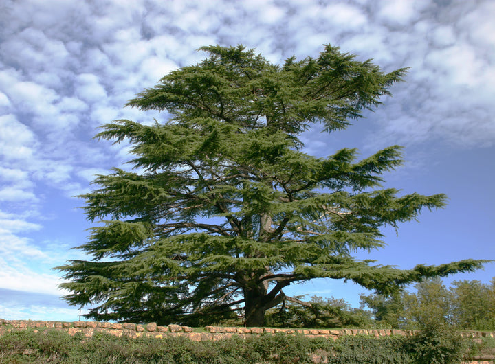 Lebanese cedarwood tree